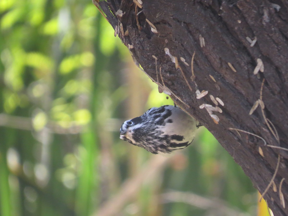 Black-and-white Warbler - Vincent Maglio