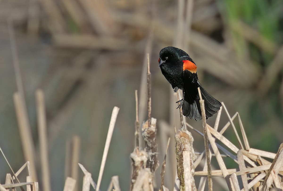 Red-winged Blackbird - Mary Bucy