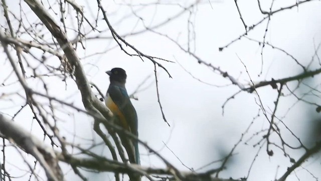 trogon žlutobřichý - ML616826828