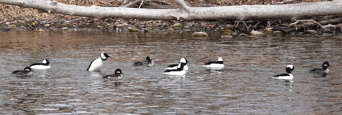 Bufflehead - ML616826837