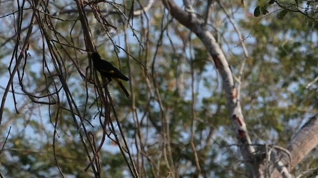 Cassique à ailes jaunes - ML616826848