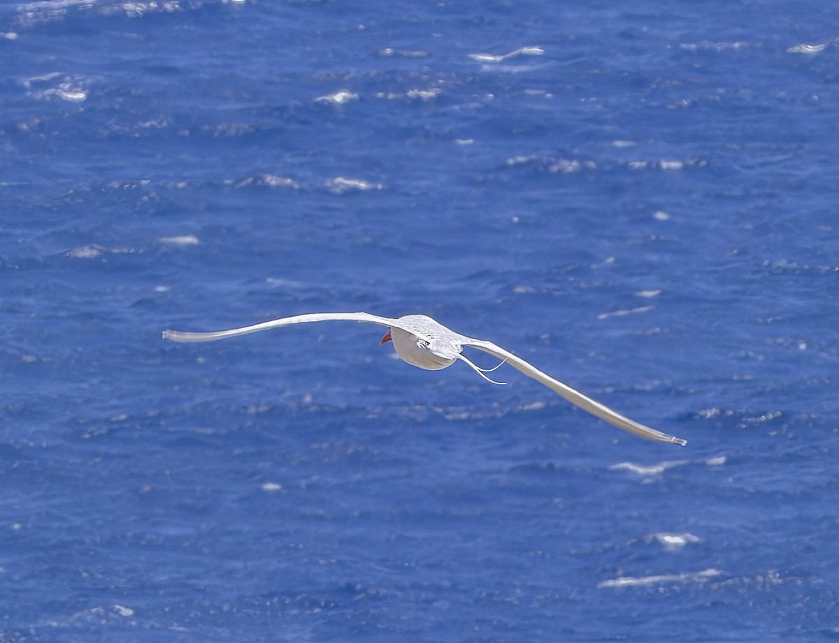 Red-billed Tropicbird - ML616826853