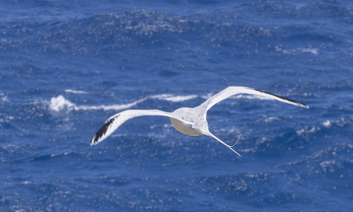 Red-billed Tropicbird - barbara taylor