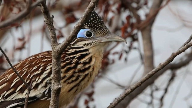 Lesser Roadrunner - ML616826877