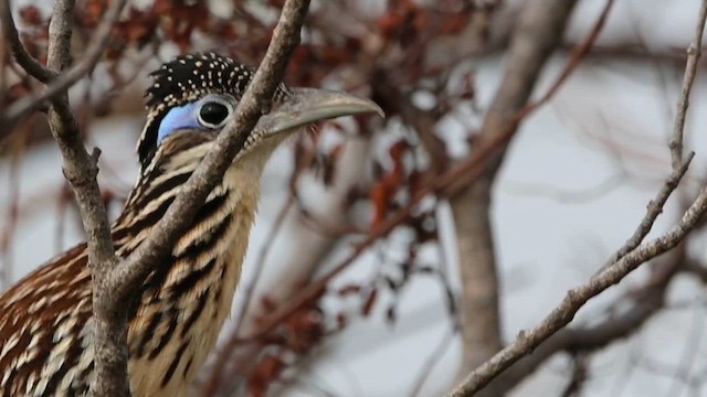 Lesser Roadrunner - ML616826881