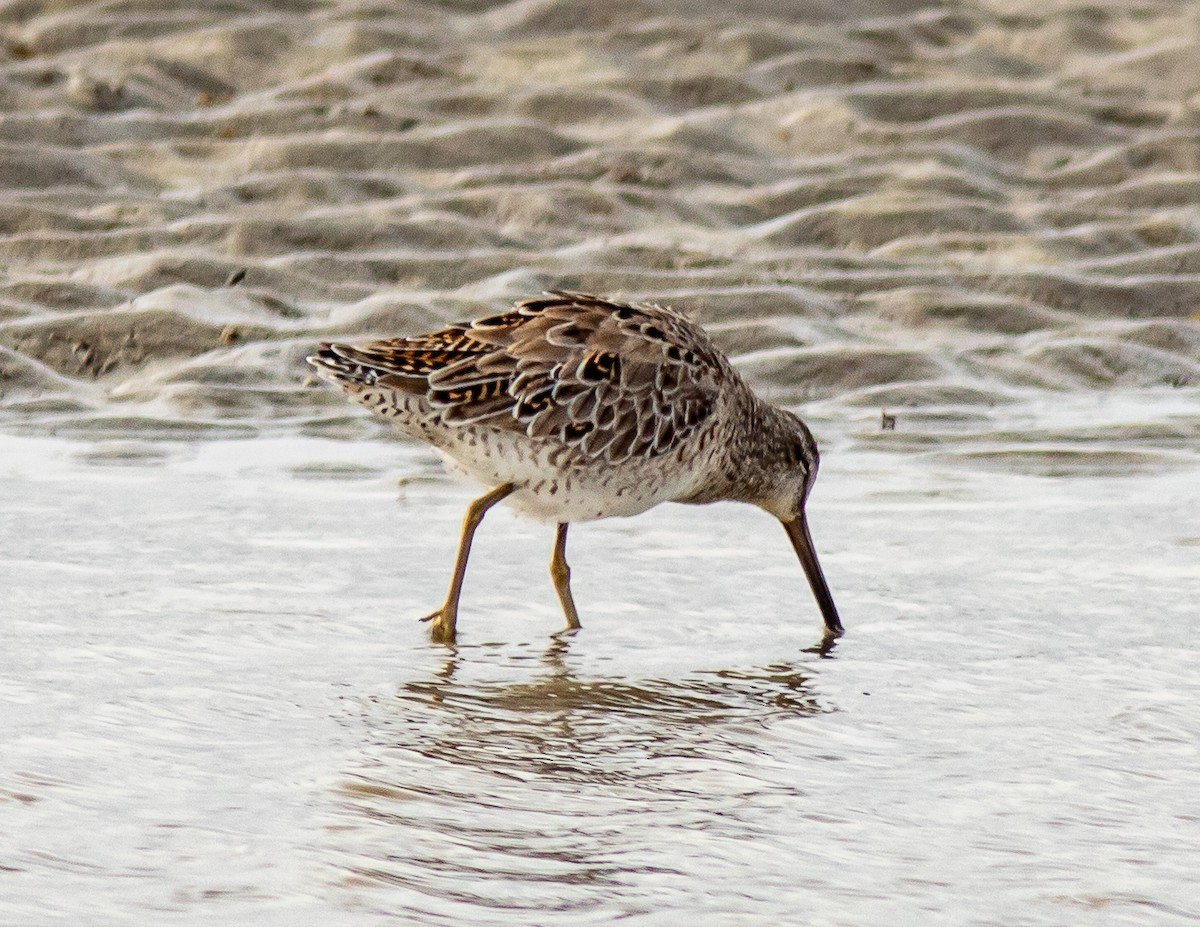 Long-billed Dowitcher - ML616826939