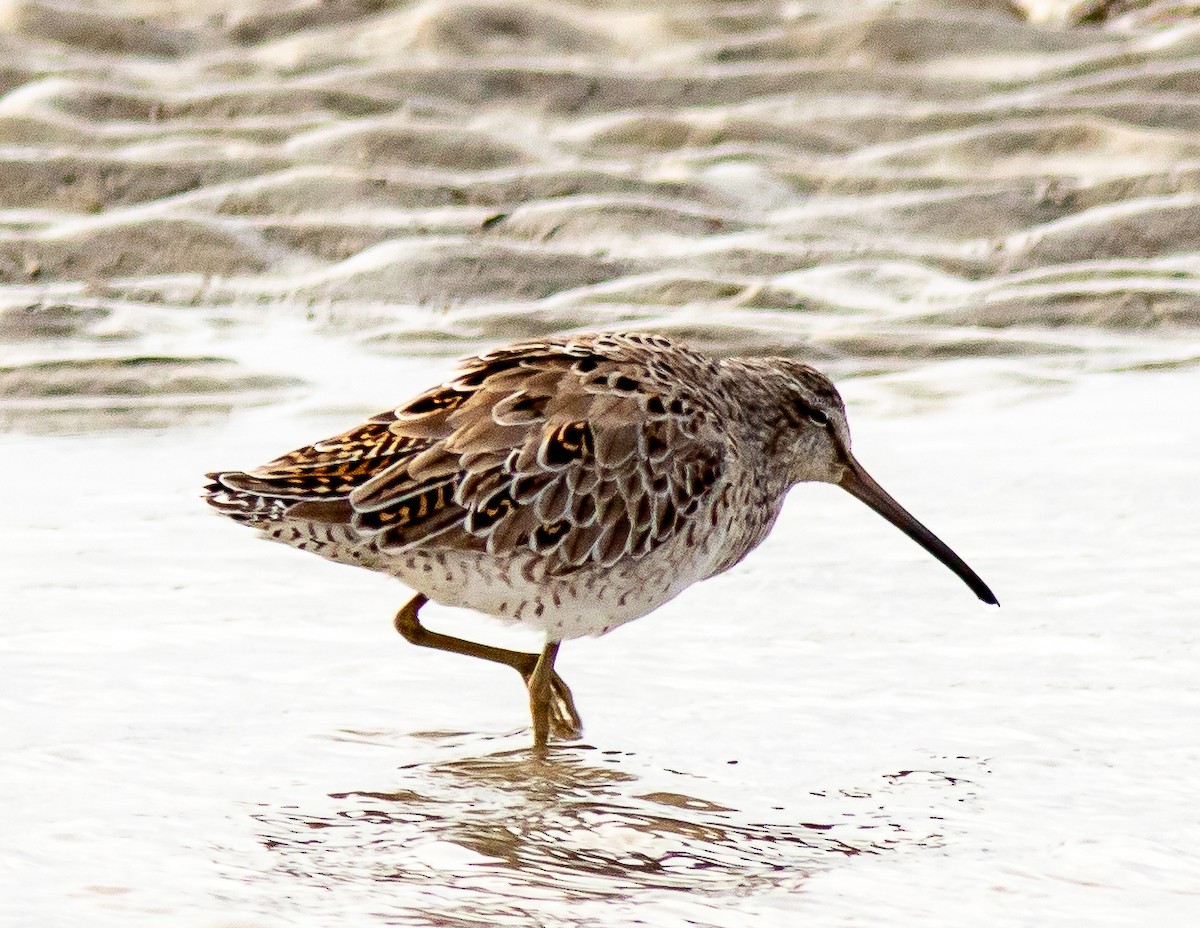 Long-billed Dowitcher - ML616826943