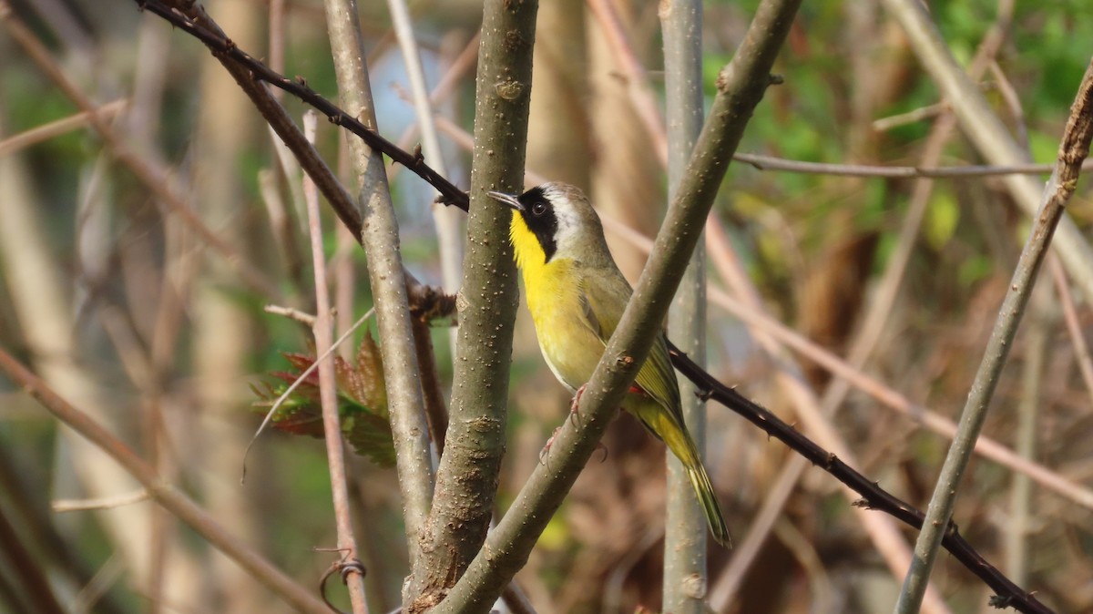 Common Yellowthroat - ML616827038