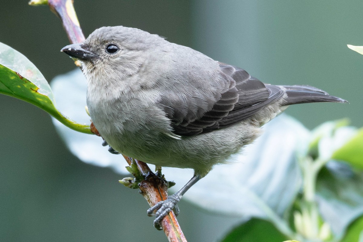 Plain-colored Tanager - ML616827039