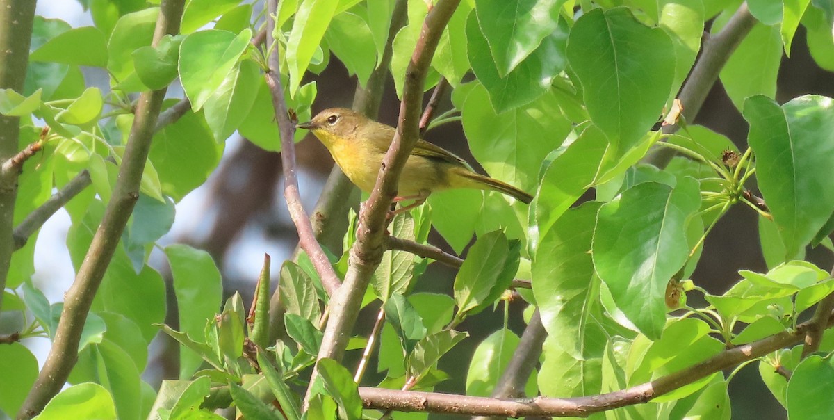 Common Yellowthroat - ML616827051