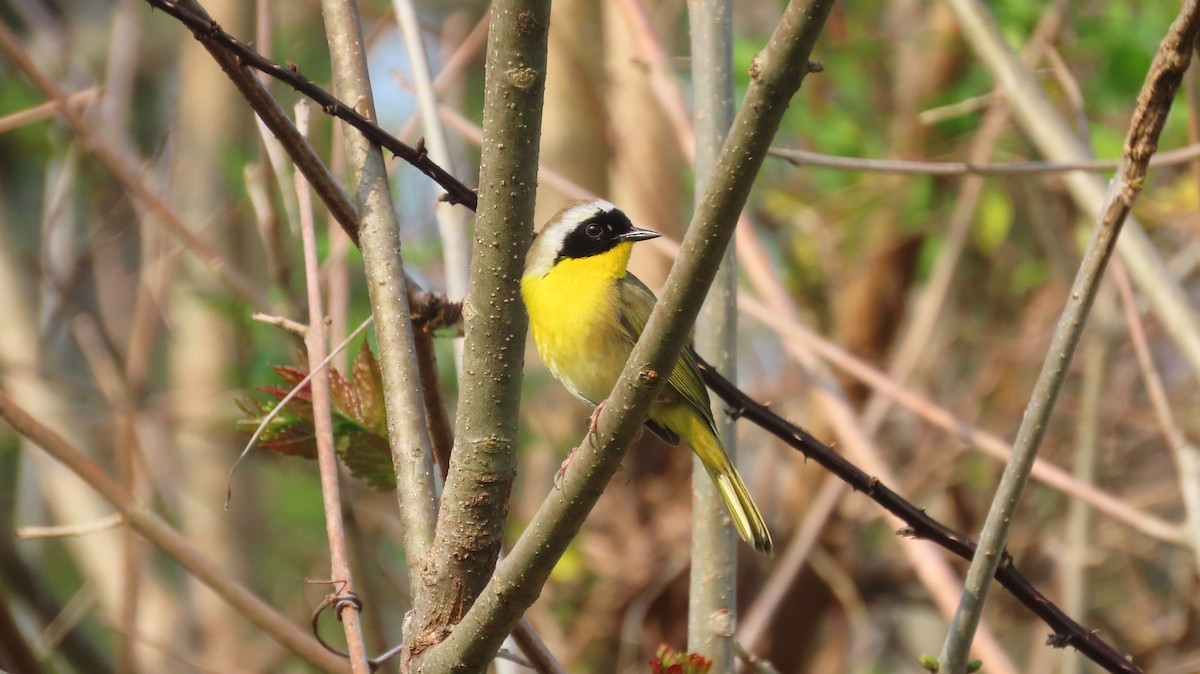 Common Yellowthroat - ML616827056