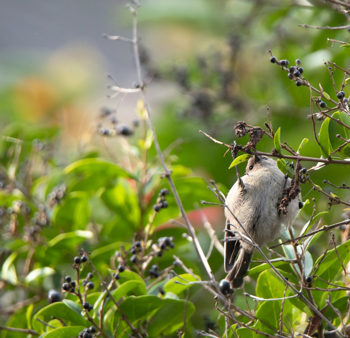 Bushtit - Alex Handler