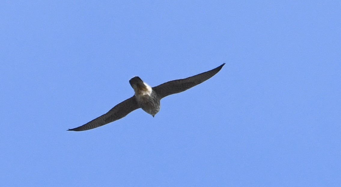 Peregrine Falcon - ML616827059