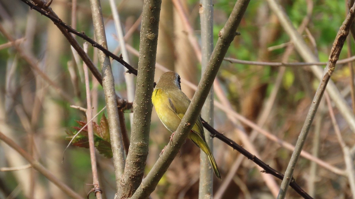 Common Yellowthroat - ML616827061