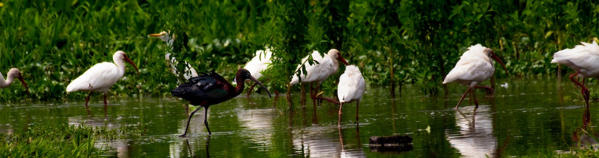 ibis hnědý - ML616827069