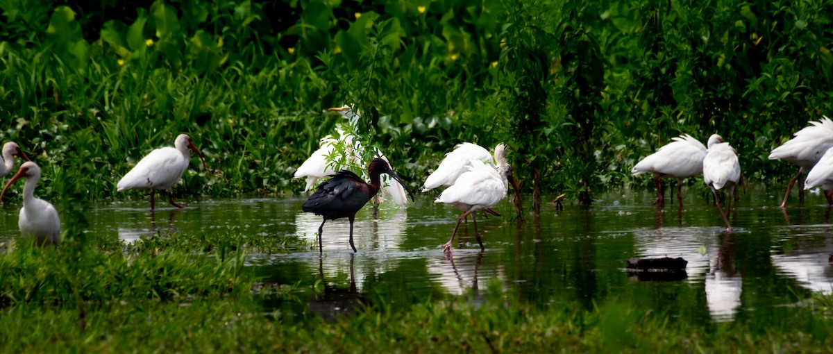 ibis hnědý - ML616827070