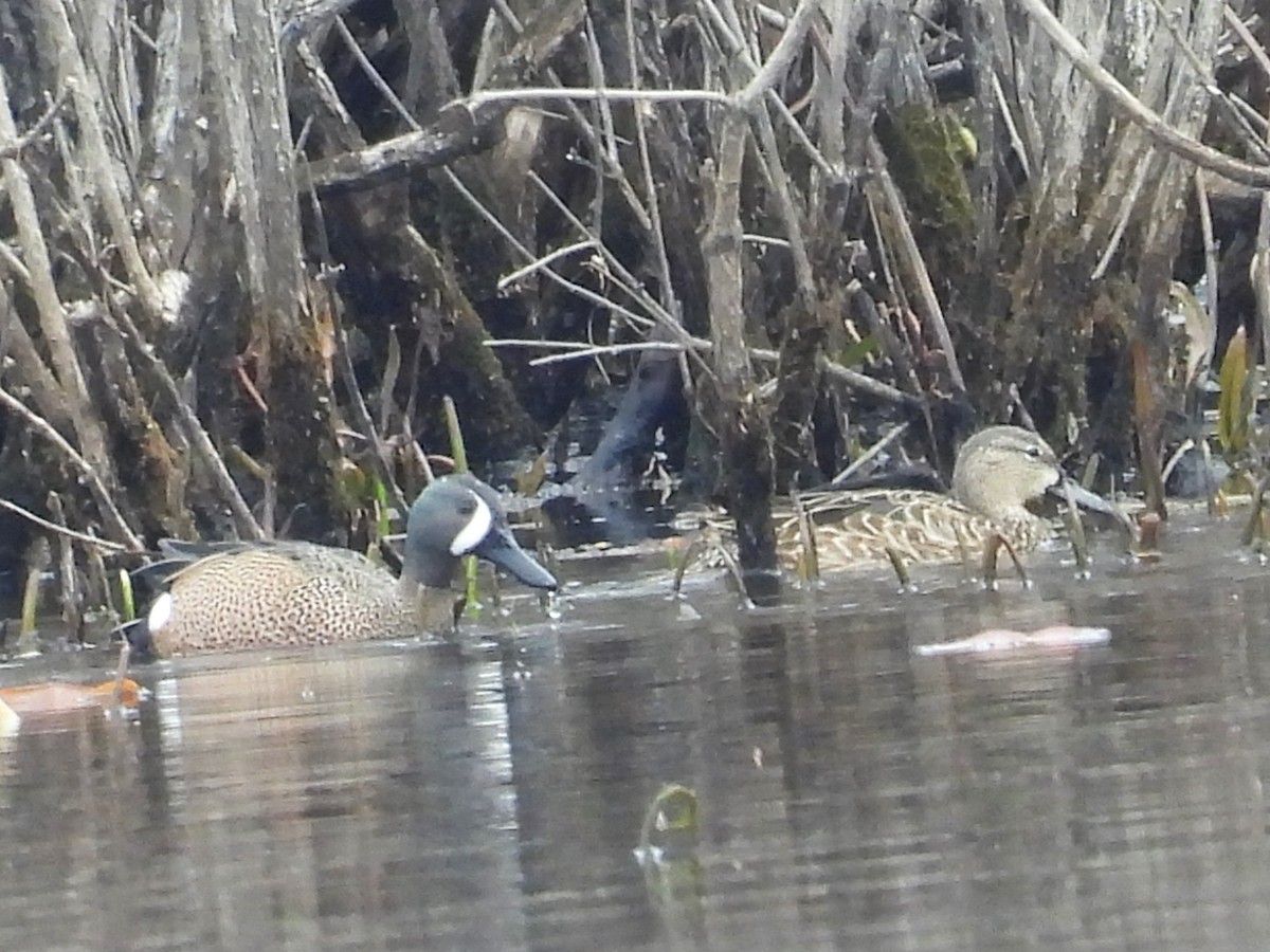 Blue-winged Teal - ML616827105