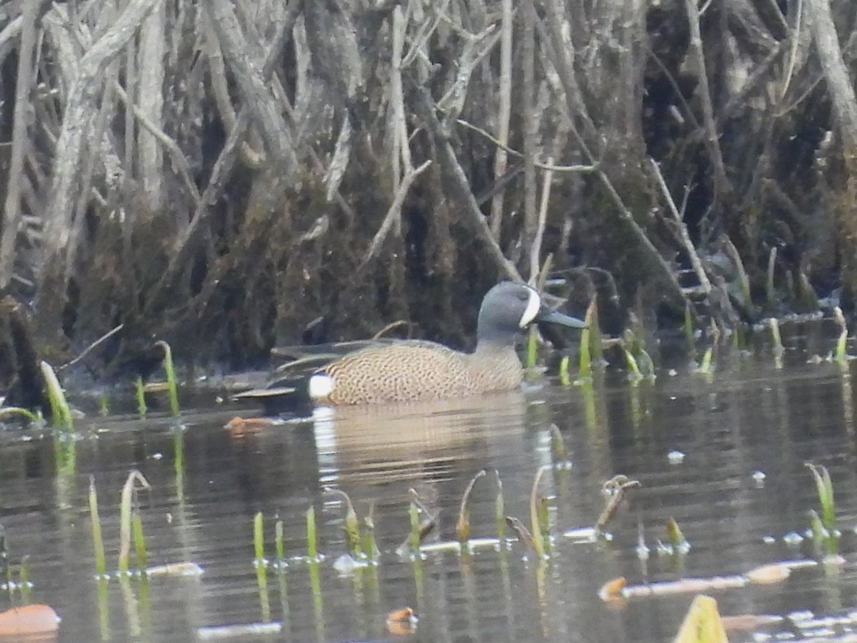 Blue-winged Teal - ML616827112