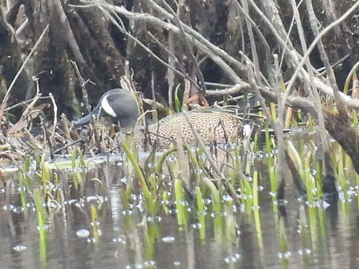 Blue-winged Teal - ML616827118