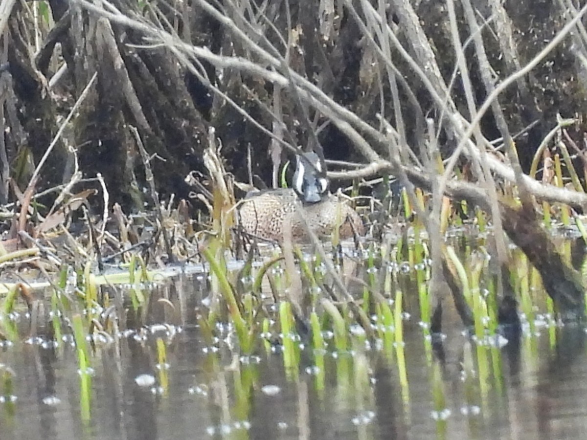 Blue-winged Teal - ML616827119