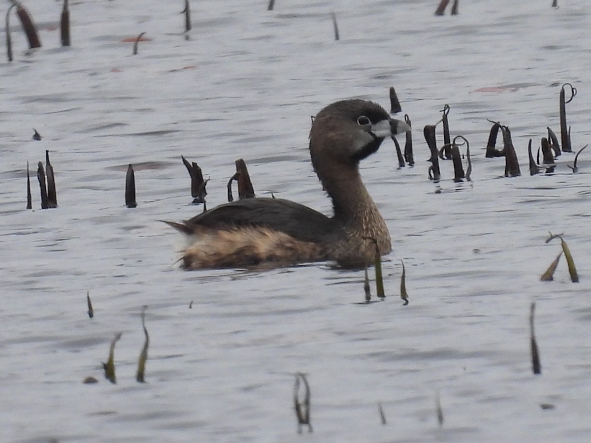 Pied-billed Grebe - ML616827172