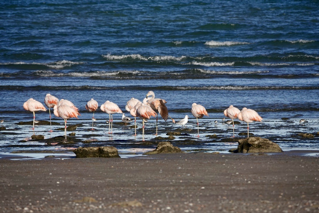 Chilean Flamingo - Guillermo Amico