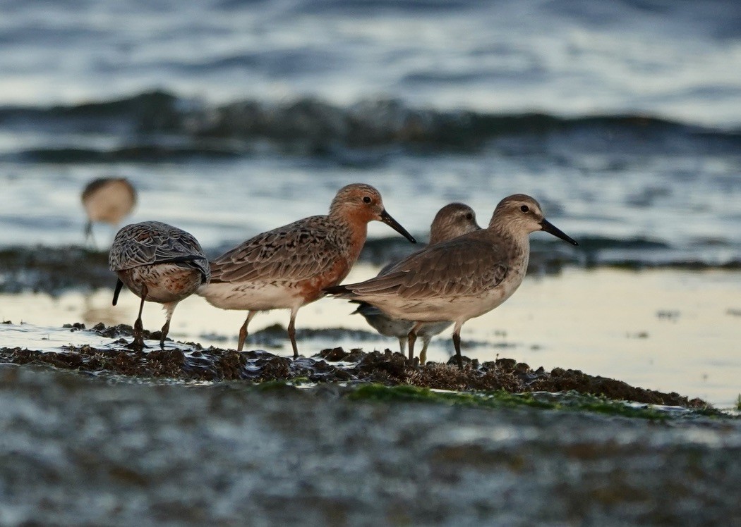 Red Knot - ML616827276