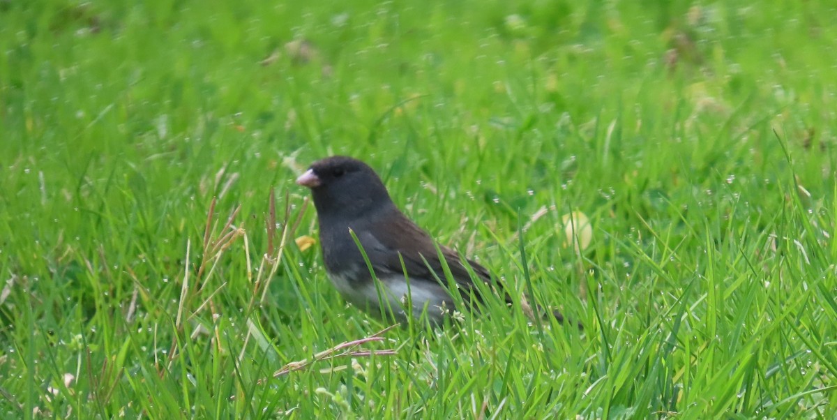 Junco Ojioscuro - ML616827285