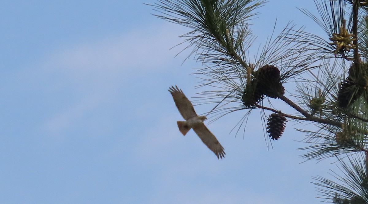 Red-tailed Hawk - ML616827296