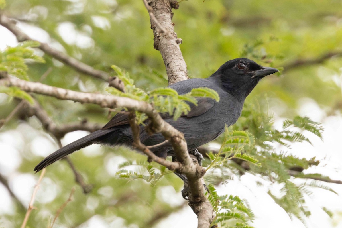 Slate-colored Boubou - Linda Rudolph