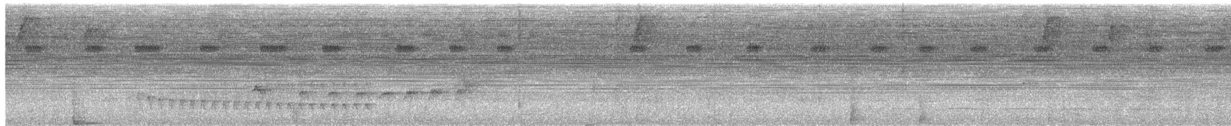 Weißflanken-Ameisenschlüpfer - ML616827325