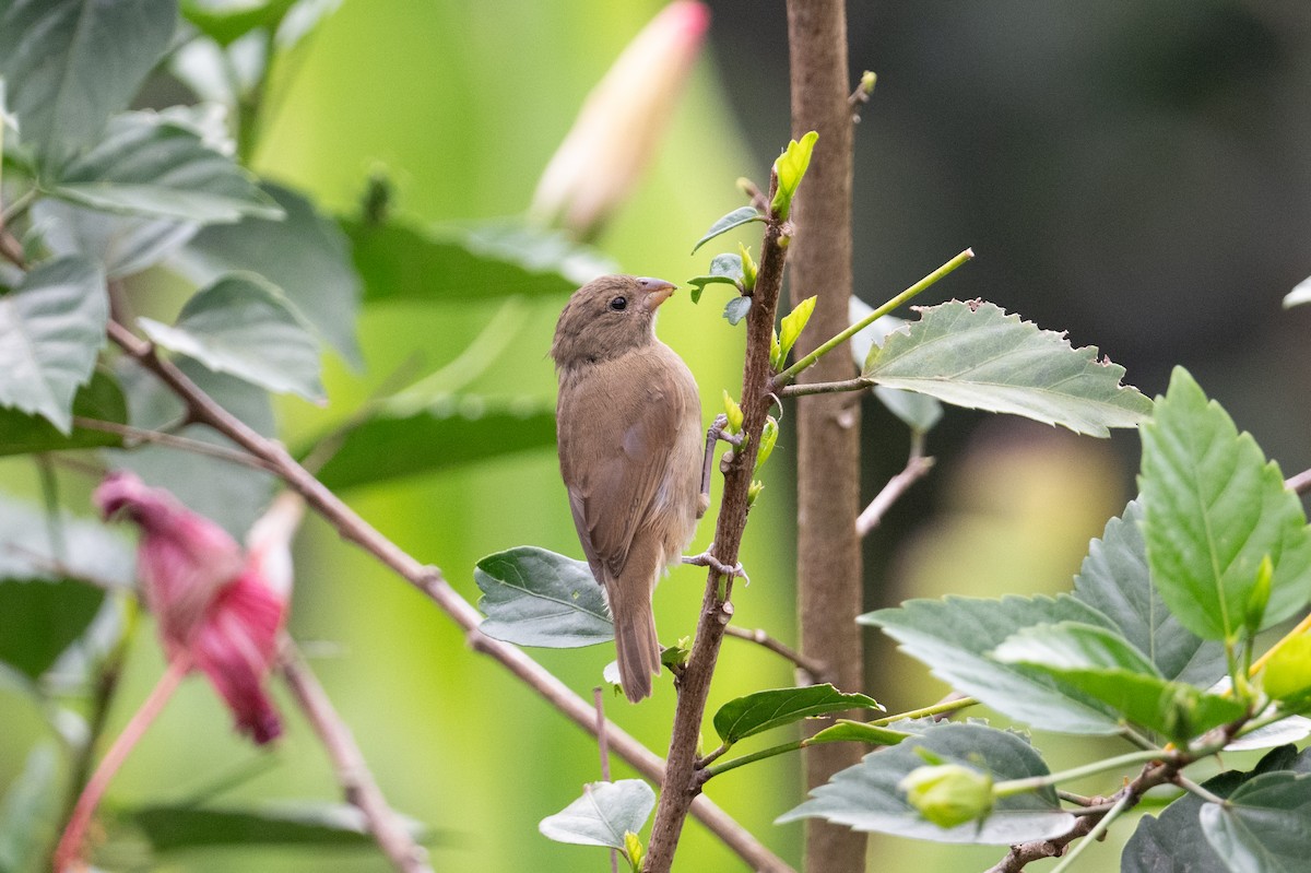 Dull-colored Grassquit - John C. Mittermeier