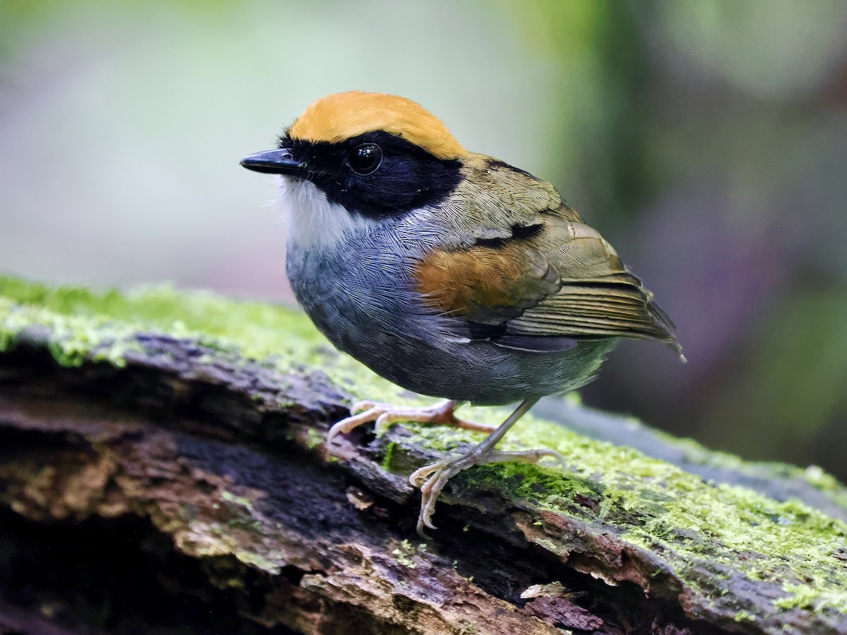 Black-cheeked Gnateater - Gabriel Willow