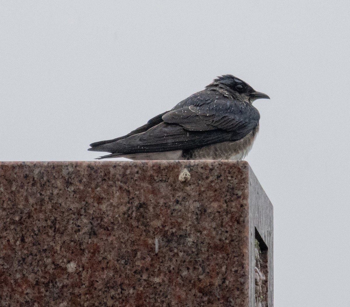 Purple Martin - ML616827435