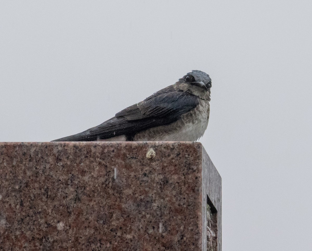 Purple Martin - ML616827436