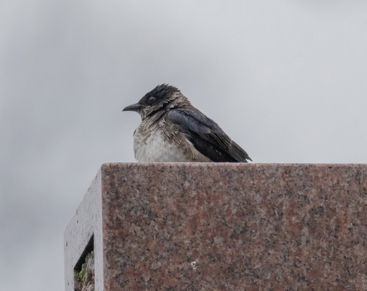 Purple Martin - ML616827438