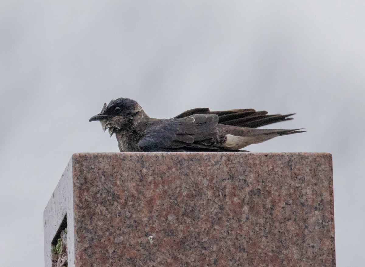 Purple Martin - ML616827440