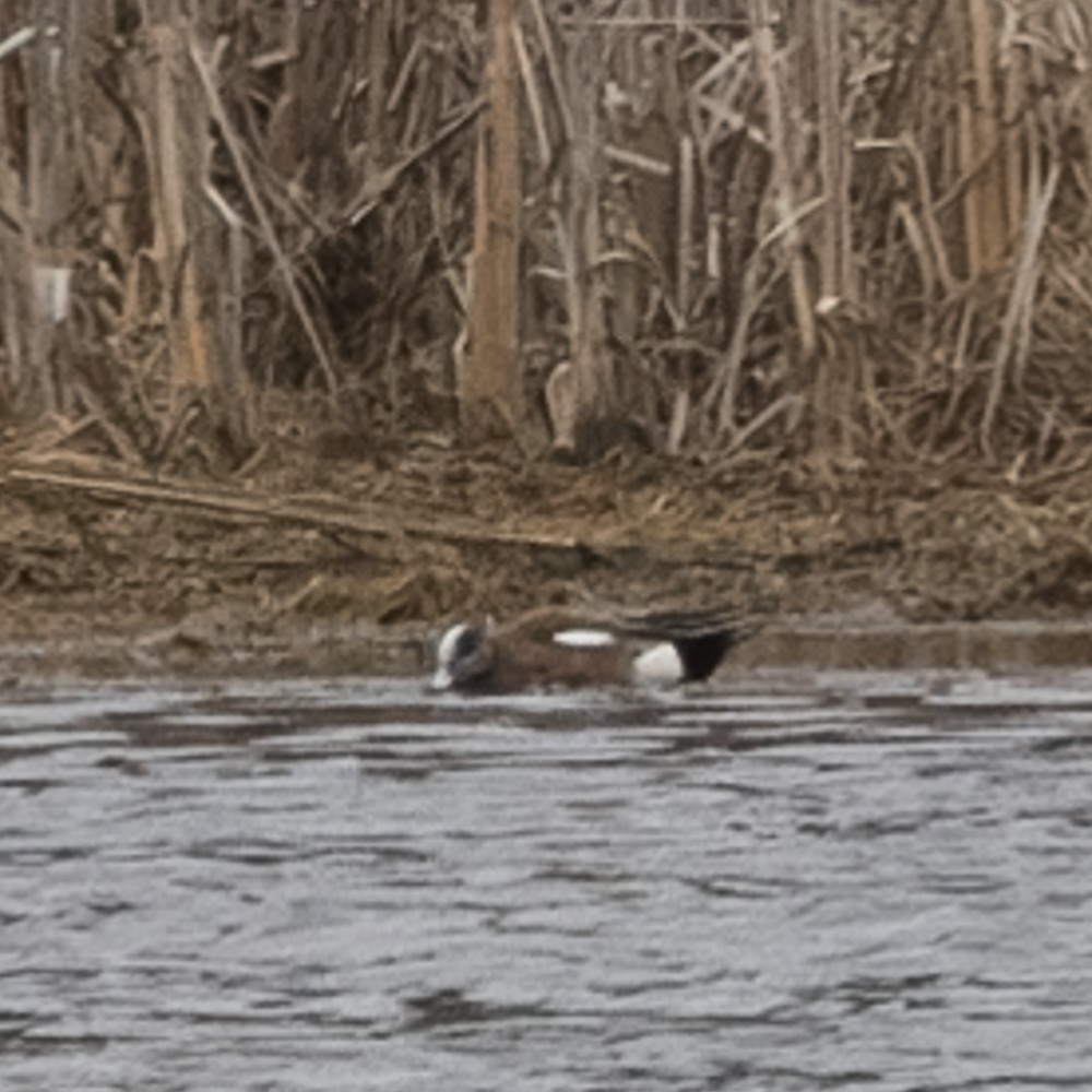 American Wigeon - ML616827523