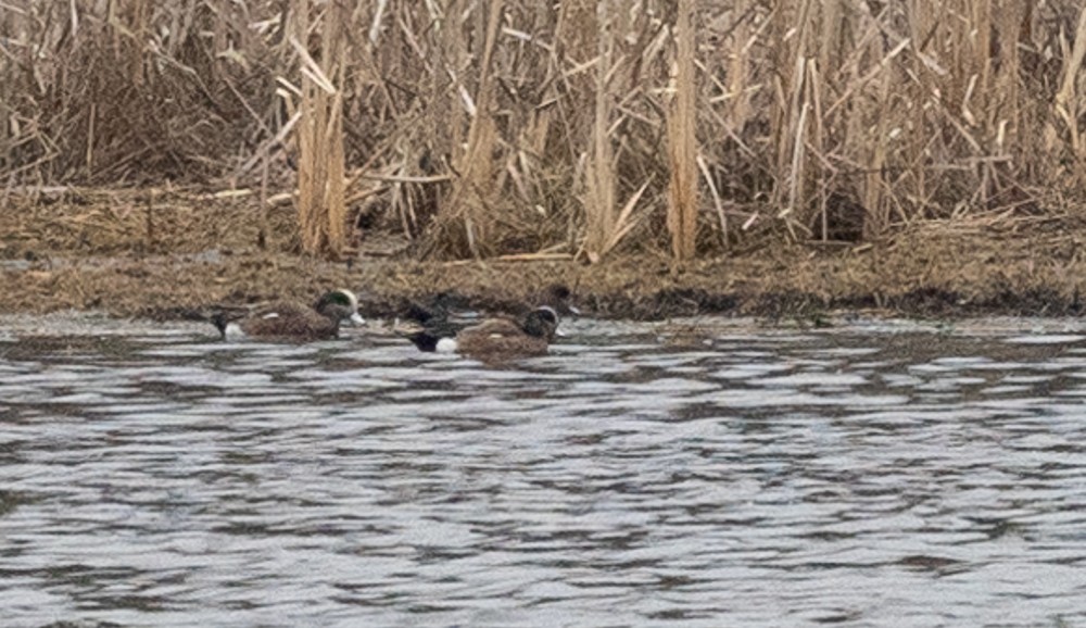 American Wigeon - ML616827524