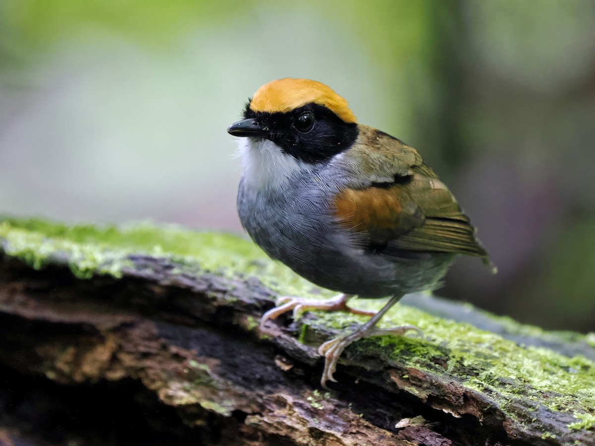 Black-cheeked Gnateater - Gabriel Willow