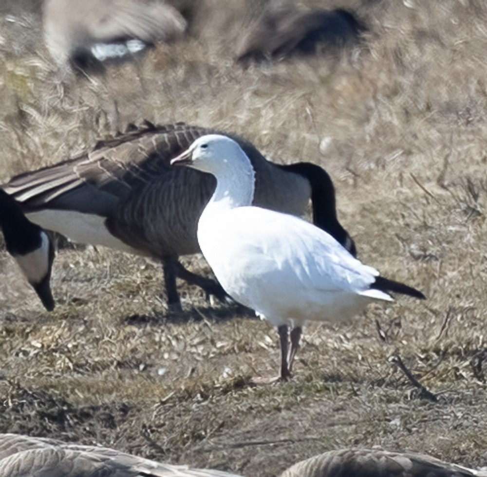 Ross's Goose - ML616827634