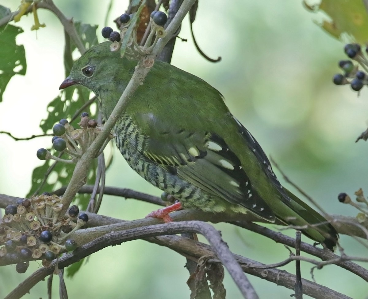 Barred Fruiteater - Trevor Ellery