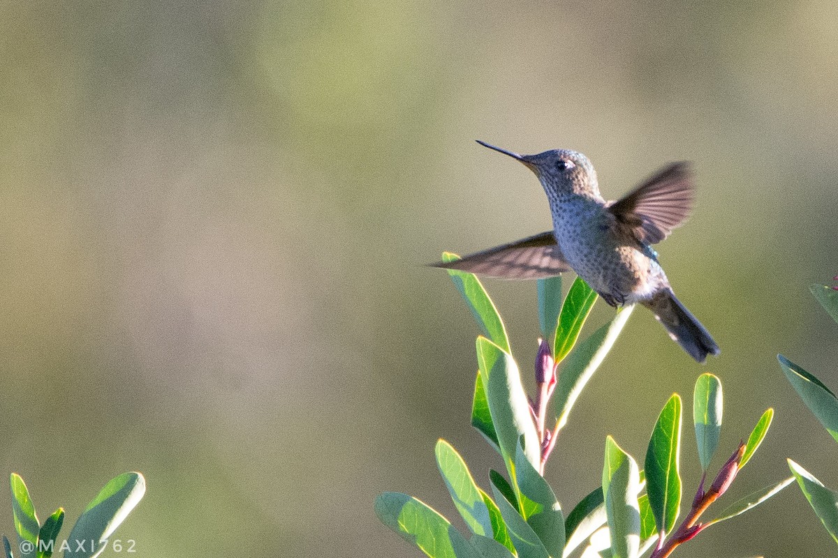 Green-backed Firecrown - ML616827701