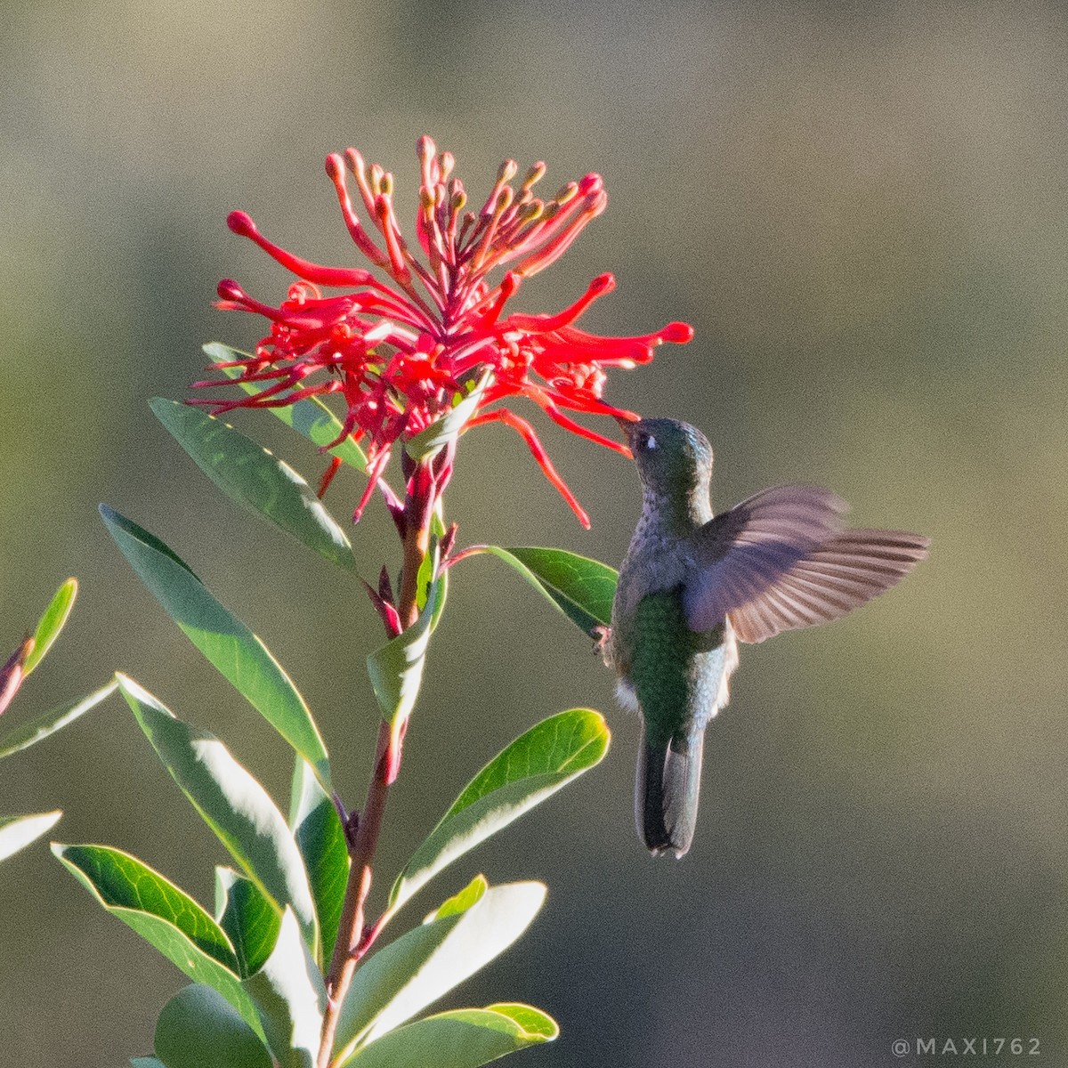 Green-backed Firecrown - ML616827702