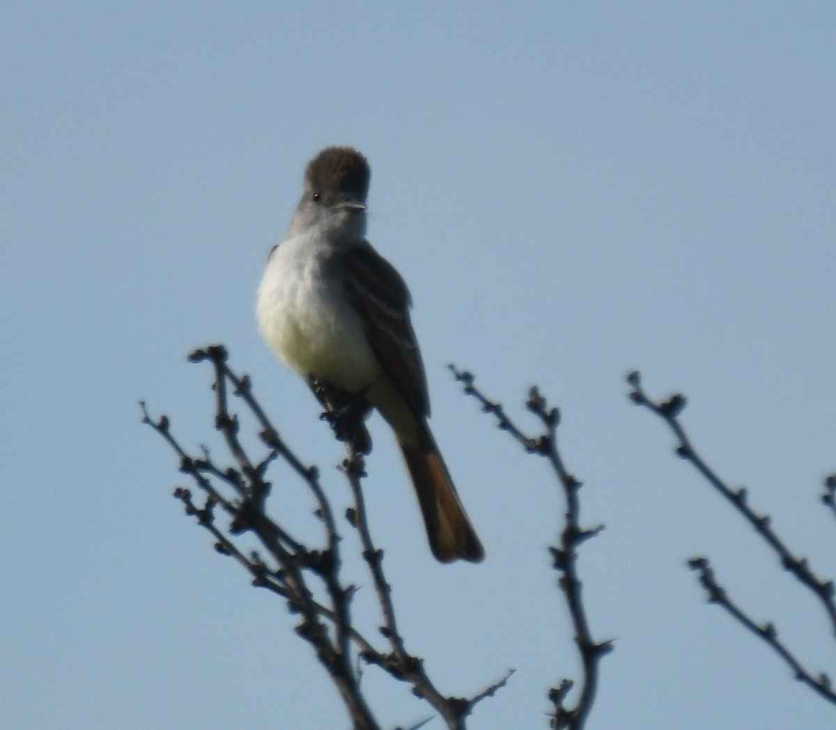 Ash-throated Flycatcher - Leonardo Guzmán (Kingfisher Birdwatching Nuevo León)