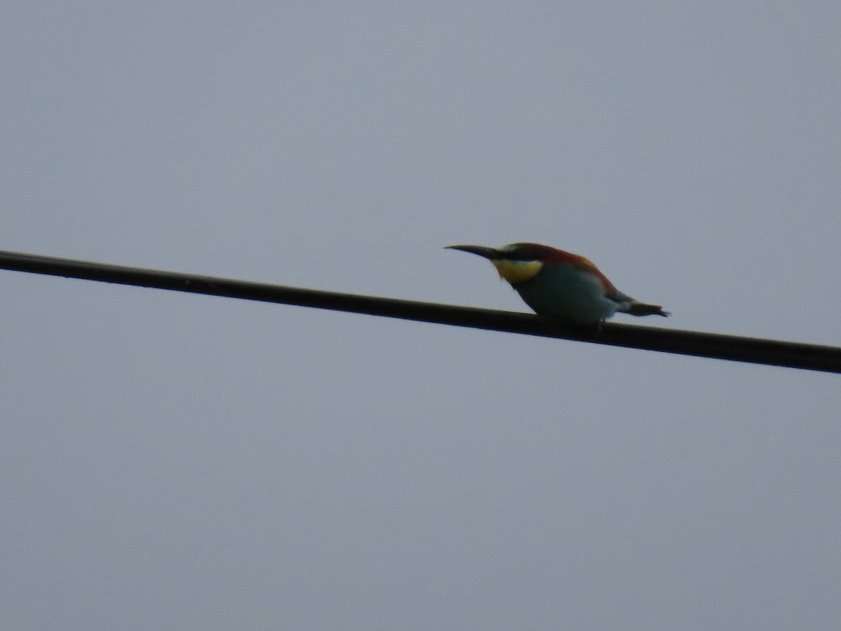 European Bee-eater - ML616827713