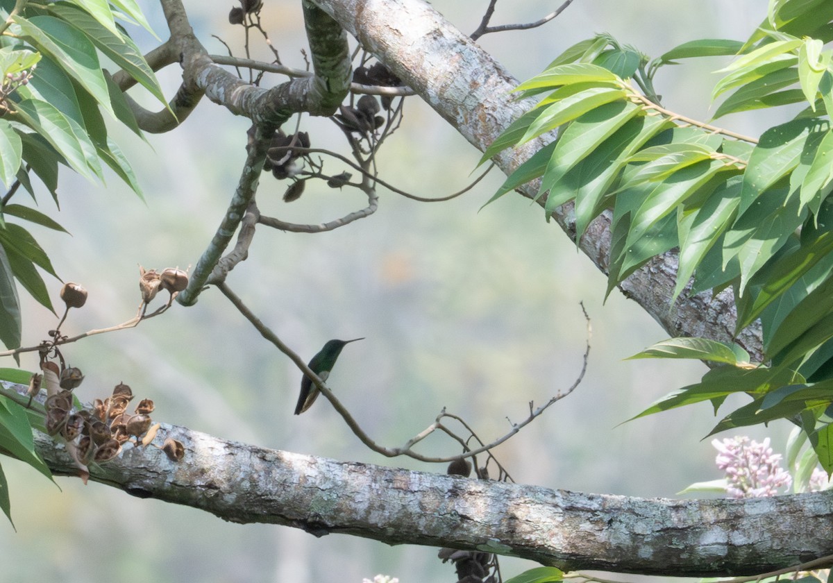 Snowy-bellied Hummingbird - ML616827758