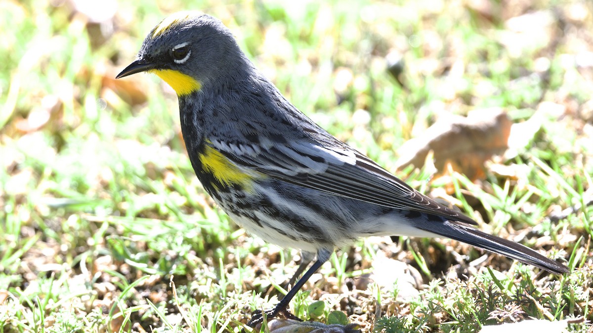 Yellow-rumped Warbler - ML616827769