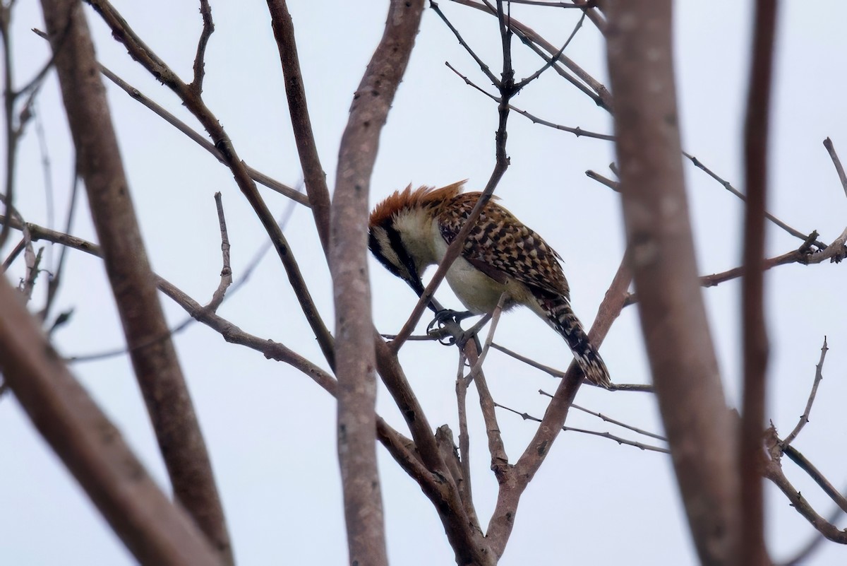 Cucarachero Nuquirrufo (grupo capistratus) - ML616827773