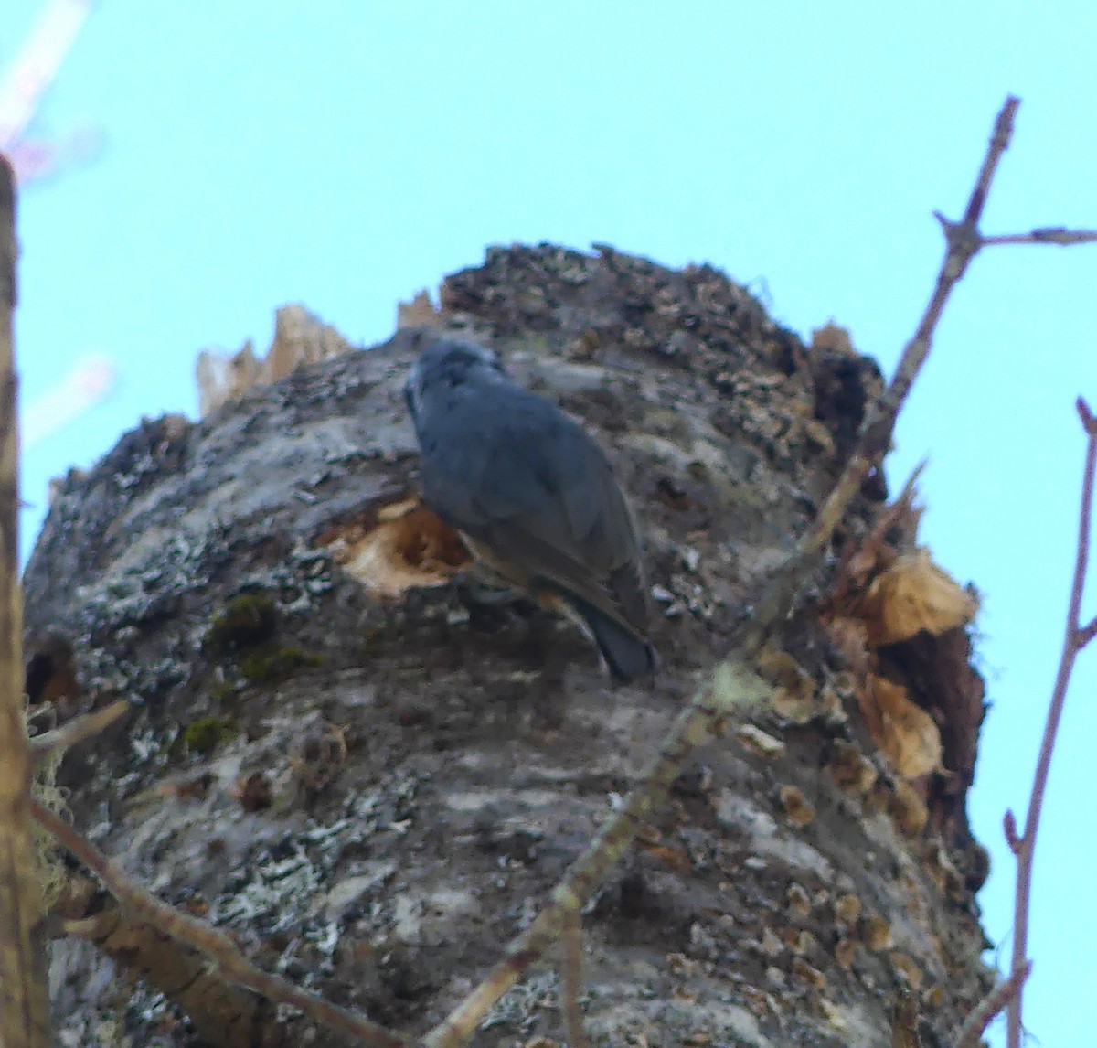 Red-breasted Nuthatch - ML616827779